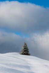 Alone fir tree covered with snow on the top of the hill in winter on a foggy day