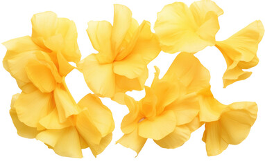 Capturing the Vibrancy in Real Photo Splendor of Yellow Gladiolus Petals Isolated on Transparent Background PNG.