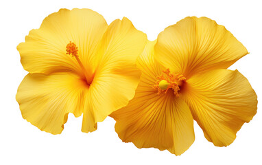 Fototapeta na wymiar A Detailed Glimpse into the Natural Beauty of Yellow Hibiscus Petals in Gigapixel Magic Isolated on Transparent Background PNG.