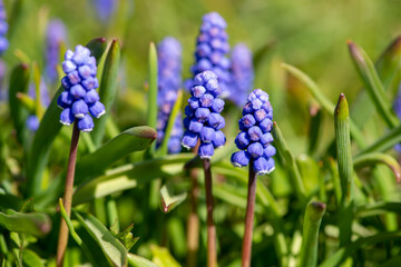 Close-up blue flowers of Muscari in form a spike or raceme in a sunny day