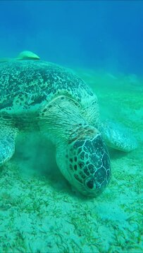 Close-up frontal portrait of Green Sea Turtle eating green sea grass on on hilly sand sebed, Vertical video, Slow motion. Great Green Sea Turtle (Chelonia mydas)