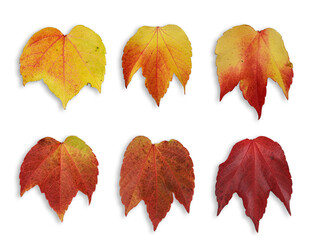 Wilde Weinrebe (Vitis vinifera subsp. Sylvestris), Blätter mit Herbstfärbung