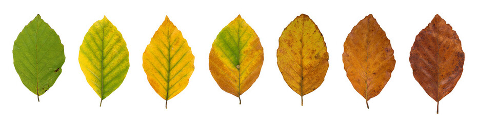 Rotbuche (Fagus sylvatica), Blätter mit Herbstfärbung - obrazy, fototapety, plakaty