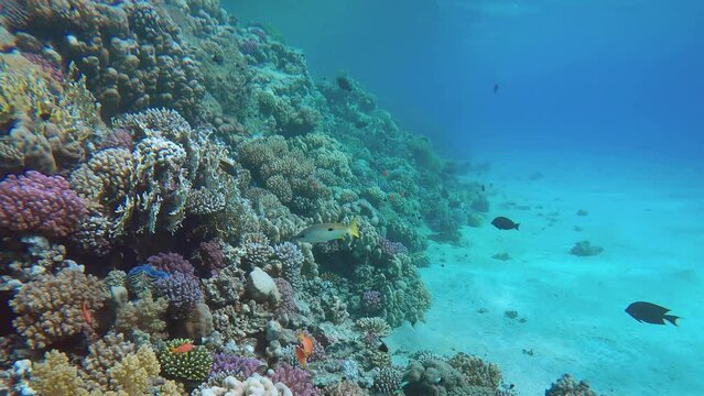 Beautiful coral reef of variety of multicolored hard corals in coral garden bordering sandy bottom, tropical fishes of different species swim around, Slow motion, Forward movement 