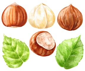 Hazelnuts set on white hand drawn food illustration 