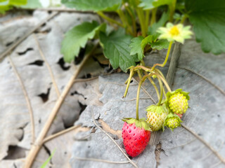 wild strawberry in the forest