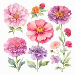 Obraz premium pink and white chrysanthemum