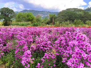 flowers in the garden