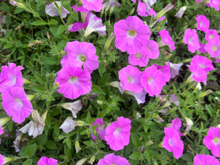 pink and purple flowers