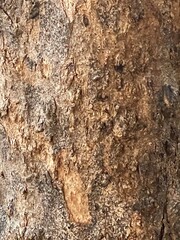 bark of a tree