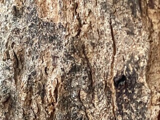 bark of a tree