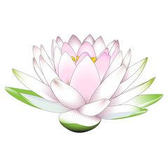 pink lotus flower