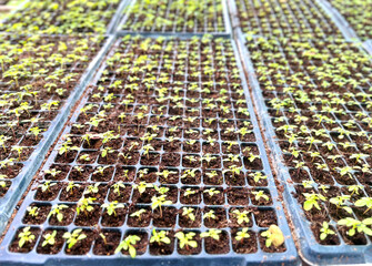 a group of people working on a computer