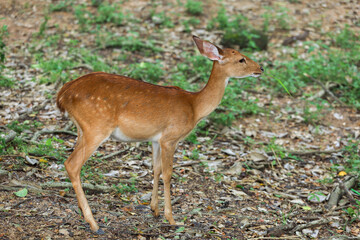 The female deer in garden at thailand
