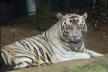 Close up white tiger is sit down and rest on floor