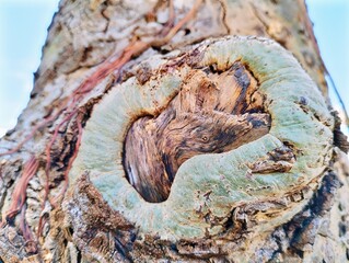 In the picture is a type of tree that has an abnormal mark in the center of its trunk, as if a branch had been cut and hit the inner surface of the tree, causing a large green wound.