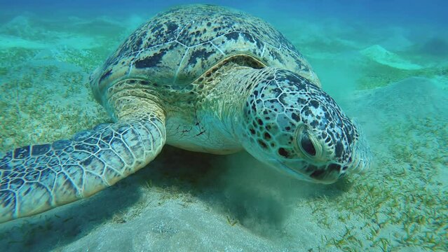Close up frontal portrait of Sea turtle eating green sea grass on on hilly sand sebed, Slow motion. Great Green Sea Turtle (Chelonia mydas)