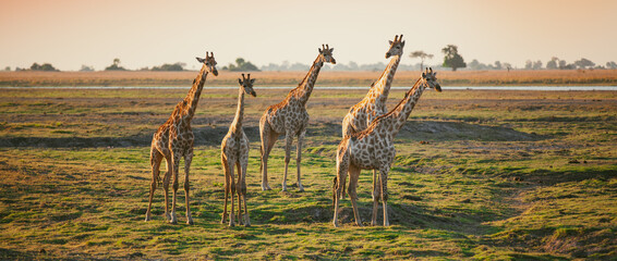 Group of giraffes on African savannah