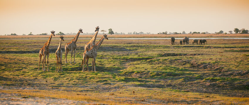 Elegant giraffes on African savannah