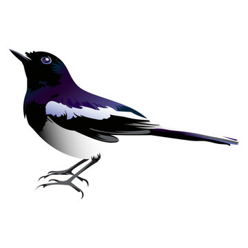 National bird of bangladesh