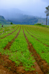 Fototapeta na wymiar Nuwara Eliya district is well cultivated with Carrot cultivation.