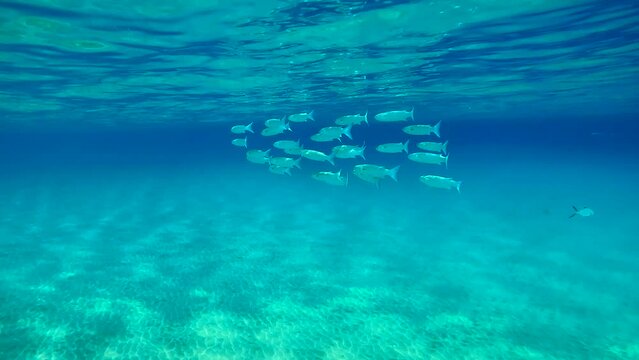 School of Mullet fish swims in blue Ocean under surface of water in btight sun rays, Slow motion. Shoal of Striped Mullet (Mugil cephalus) floating under water surface on shallows