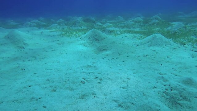 Close-up of illy sandy bottom covered with green sea grass on blue water background, Slow motion. Natural underwater background with sandy hills on sea bottom and blue water on sunny day