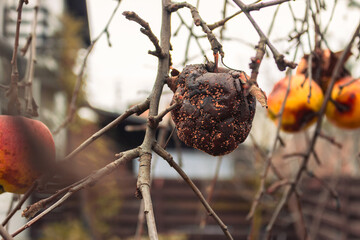 Rotten apple on bare tree. Damaged apple fruit. Apple tree garden. Bad condition concept. Decay concept. Uneatable ugly food. Overripe fruits. 