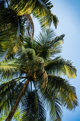 Fototapeta na wymiar Blue sky and palm trees view from below.