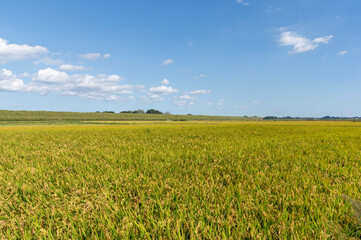 実り始めた田んぼの稲穂