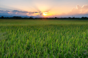 田んぼに沈む夕日