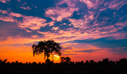 
Amazing sunset and sunrise.Panorama Tree silhouettes in Africa with sunset, tree silhouettes with...