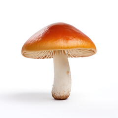 Solo Elegance, Single Mushroom Stands Gracefully on a Clean White Background.