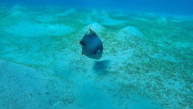 Close up of Trigger fish swims over sandy bottom and blows away top layer of sand in search of food, Slow motion. Yellowmargin Triggerfish (Pseudobalistes flavimarginatus)