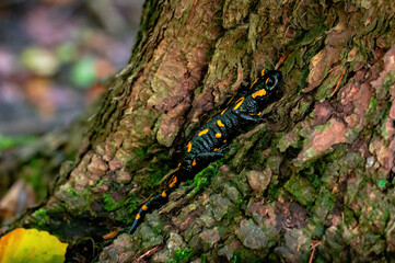 Fire salamander on a trunk in the Wienerwald forest
