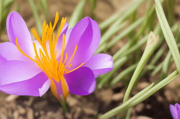 Saffron crocus flower on natural background (2)