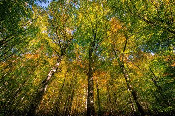 Obraz premium Fall in the forest