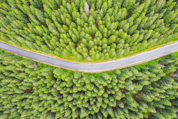 Evergreen forest road  from above - 703418244