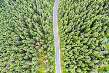 Forest road viewed from above - 703418256