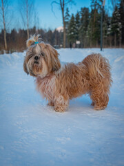 shih tzu dog stands in the snow in the forest in winter