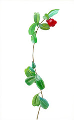 Fototapeta premium Illustration of lingonberry on white background. Red lingonberries branch. Red berry food concept. Food aesthetic. Hand paint, tempera. Forest berries concept. Hand drawing. Green leaves branch. 