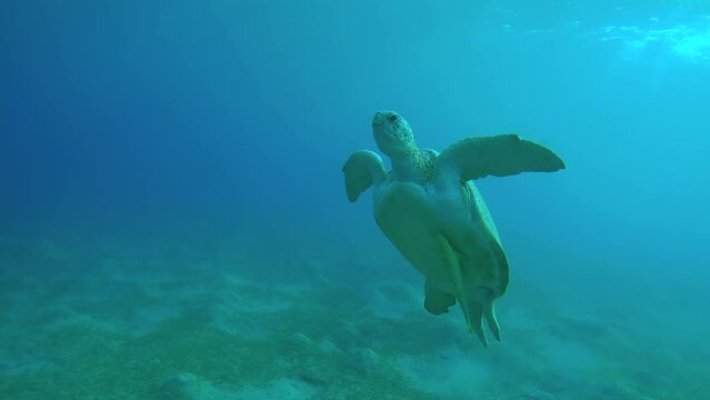 Sea turtle with two Suckerfish under shell swim up in the blue water, Slow motion. Close-up of Great Green Sea Turtle (Chelonia mydas) 