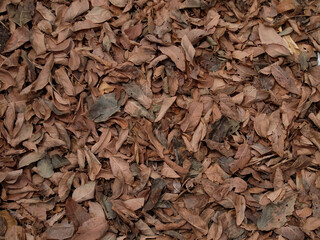 Dry leaves. Background of dry leaves lying on the ground.