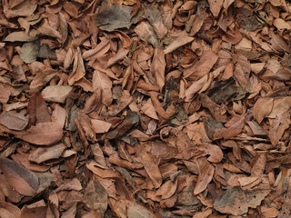 Background of dry leaves lying on the ground. Dry leaves.
