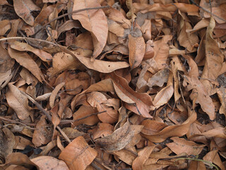 Background of dry leaves on the ground. Dry leaves.