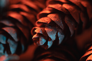 spruce fir tree cones closeup