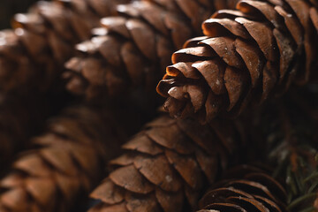 spruce fir tree cones closeup