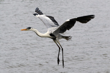Garça Real Europeia na lagoa de Guaratiba - Maricá - RJ 