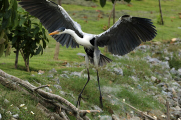 Garça Real Europeia na lagoa de Guaratiba - Maricá - RJ 