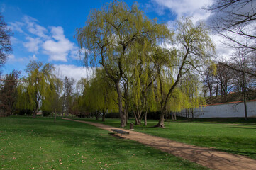 Fototapeta premium Public park in early spring, nature beginning turn to green in bright sunlight, willow trees and dirty path